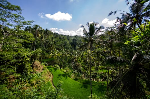 Rice paddies and vegetation in bali with blue sky and clouds