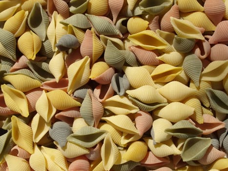 Conchiglie - Seashells