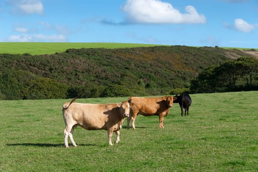 three cows grazing in the meadows of Port Isaac in Cornwall