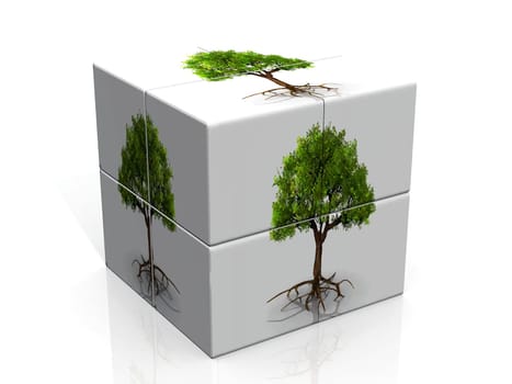 box and trees