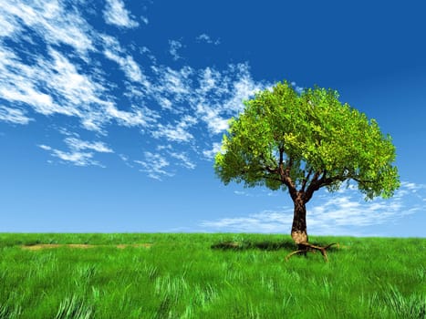 the tree in the meadow