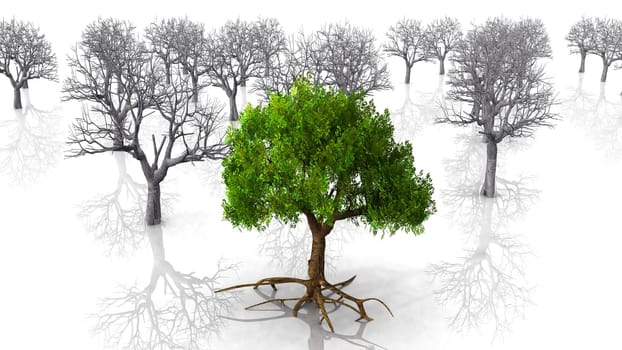live and dead trees