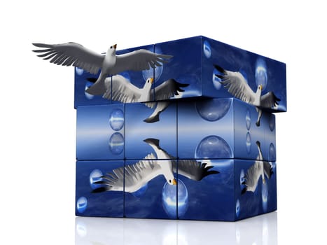 the dove box