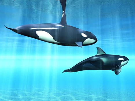 killer whales