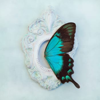 Butterfly wings in a small frame