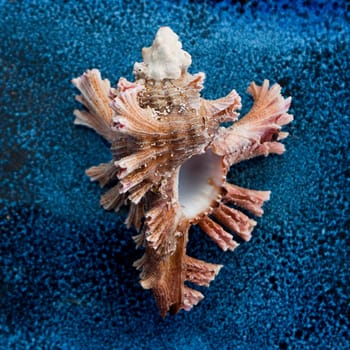 beautiful snail on blue background