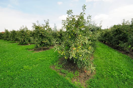 Apple cultivation