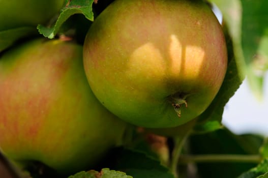Apple cultivation