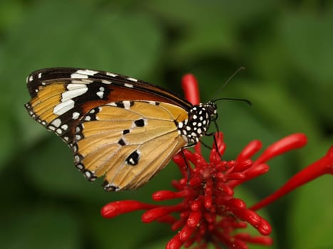Monarch butterfly