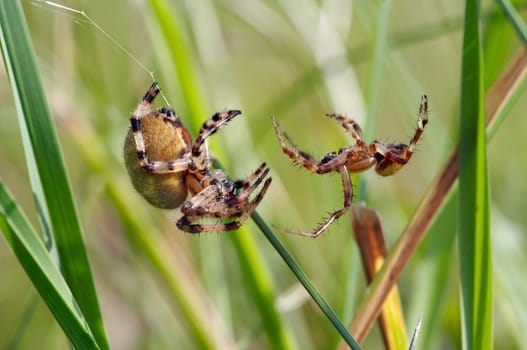 Detail of two competing spiders - macro