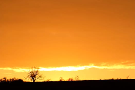 Image of the autumn sunset with soliraty tree