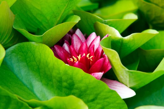Detail of the waterlilly - water flower