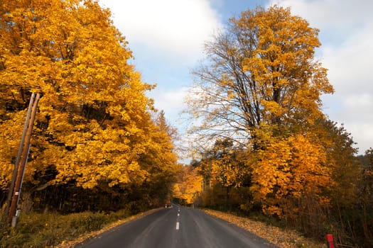 Image of the empty road in autumn forest