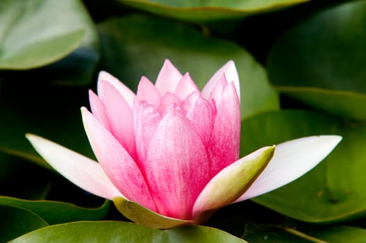 Detail of the waterlily - water flower