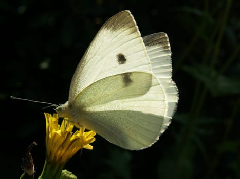 Large white