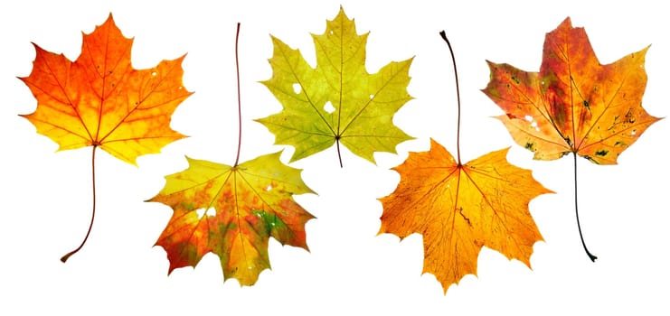 Detail of the malple leaves - isolated autumn leaves