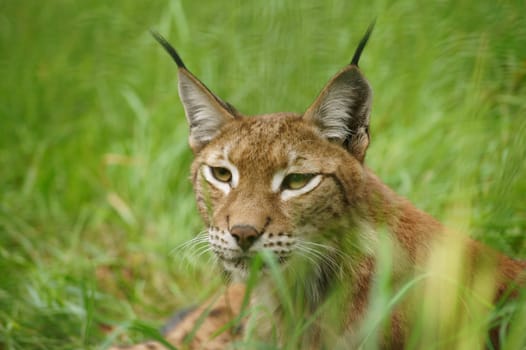 Ein Luchs liegt ruhig im Gras, Porträt vor allem des Kopfes.