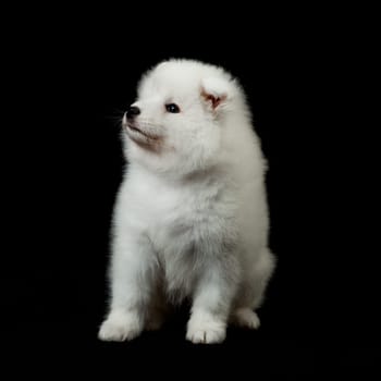 Samoyed dog  on black background.