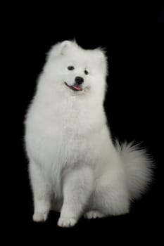 Samoyed dog  on black background.