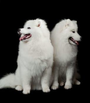 Samoyed dog  on black background.
