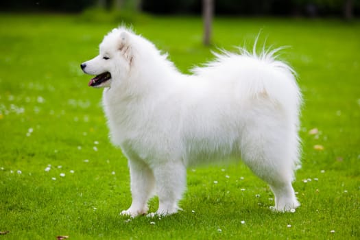 Samoyed dog  on black background.