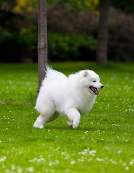 Samoyed dog  on black background.