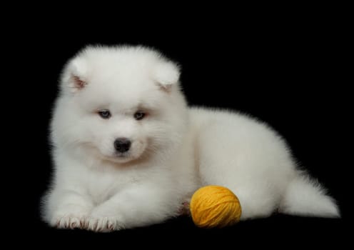 Samoyed dog  on black background.