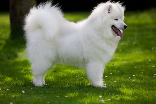 Samoyed dog  on black background.
