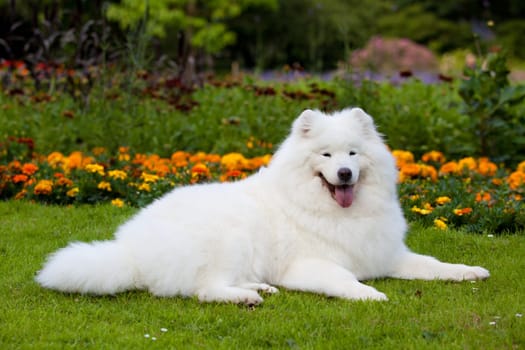 Samoyed dog  on black background.