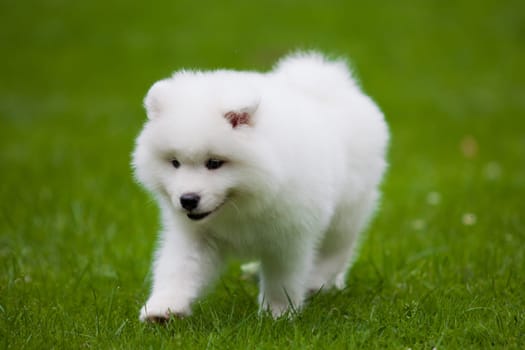 Samoyed dog  on black background.