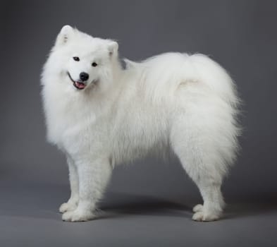 Samoyed dog  on black background.