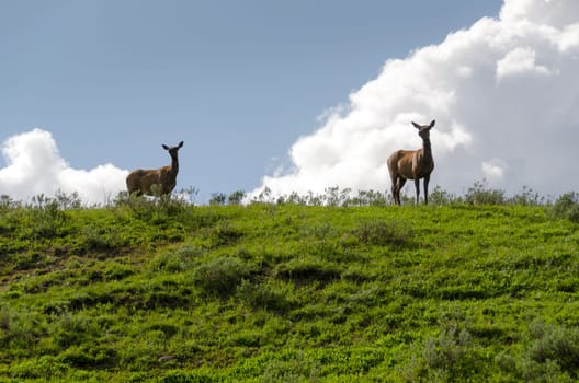 pair of deer in Yellowstone National Park in Wyoming in the United States of America