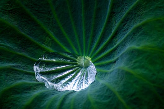 water gathered in the bottom of a lotus leaf