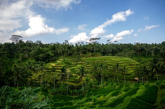 Rice paddies and vegetation in bali with blue sky and clouds