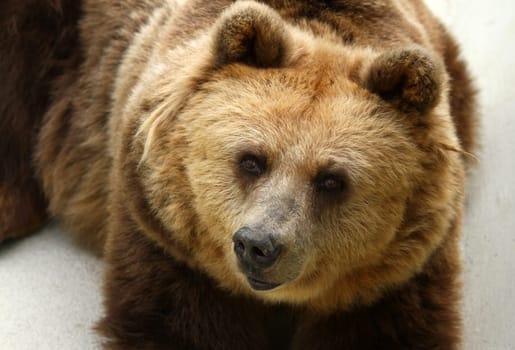 Brown bear