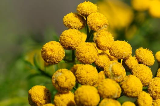 tansy