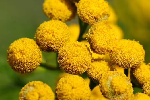 tansy