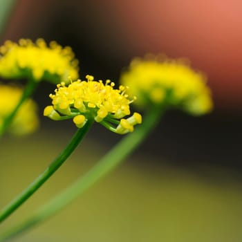 fennel