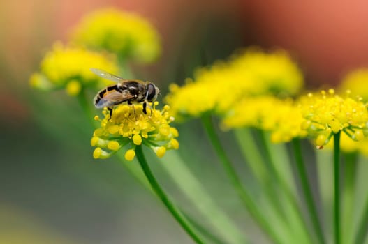 Fennel with bee