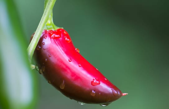 Chili Jalapeno