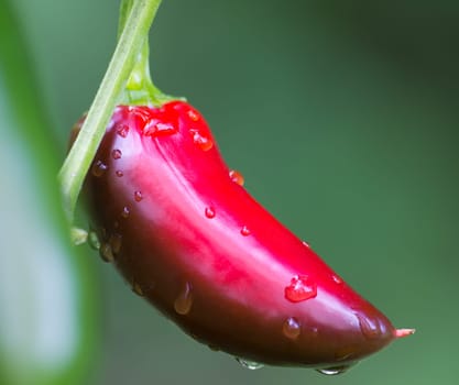 Chili Jalapeno