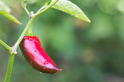 Chili Jalapeno