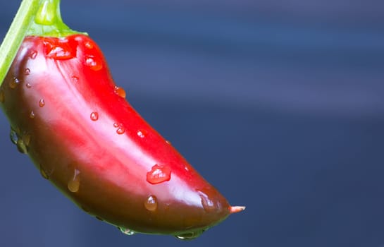 Chili Jalapeno