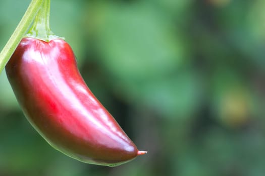 Chili Jalapeno