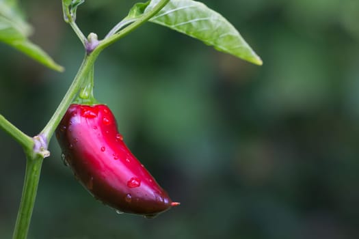 Chili Jalapeno
