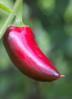 Chili Jalapeno