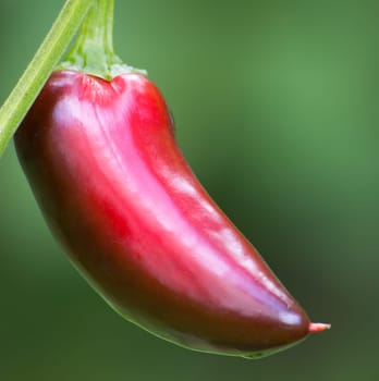 Chili Jalapeno