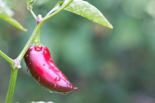 Chili Jalapeno