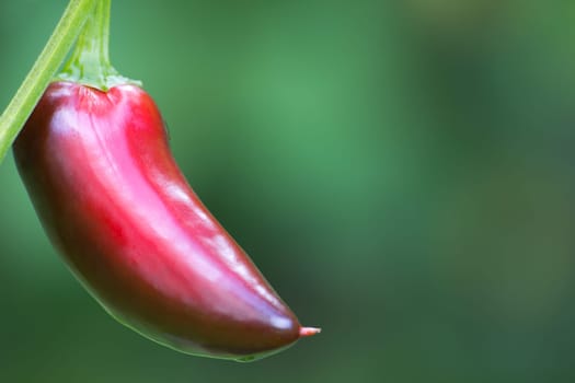 Chili Jalapeno