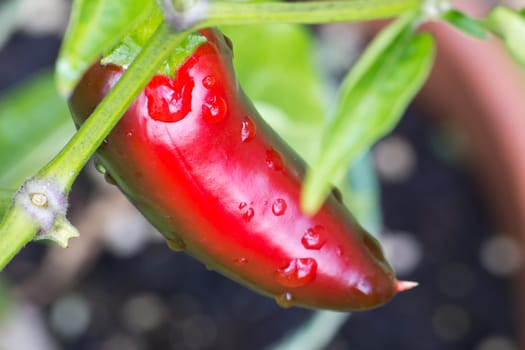 Chili Jalapeno